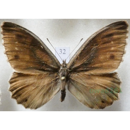 Hipparchia statilinus (Hufnagel, 1766) male Skalnik statilinus Hungaria32